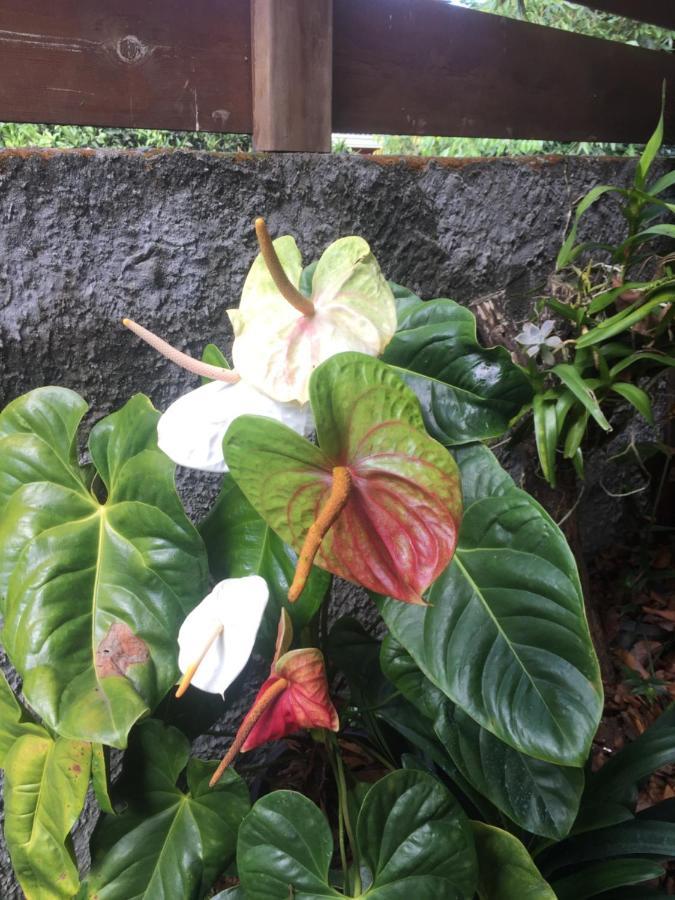 ホテル Coeur Creole ル・タンポン エクステリア 写真